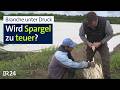 Höhere Lohnkosten, teurerer Sprit - wird fränkischer Spargel zu Wohlstandsgemüse? | BR24