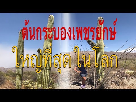 วีดีโอ: Saguaro กระบองเพชรที่ใหญ่ที่สุดในโลก