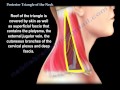 Posterior Triangle Of The Neck  - Everything You Need To Know - Dr. Nabil Ebraheim