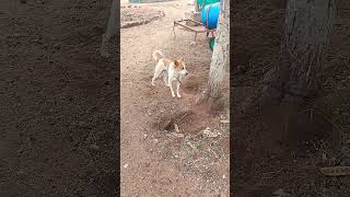 #voiceover #anirudhravichandersongs #funny #comedyshorts #comedyvideos #pets #dog #shorts