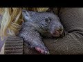 Orphan Wombat Preparing for the Wild | BBC Earth