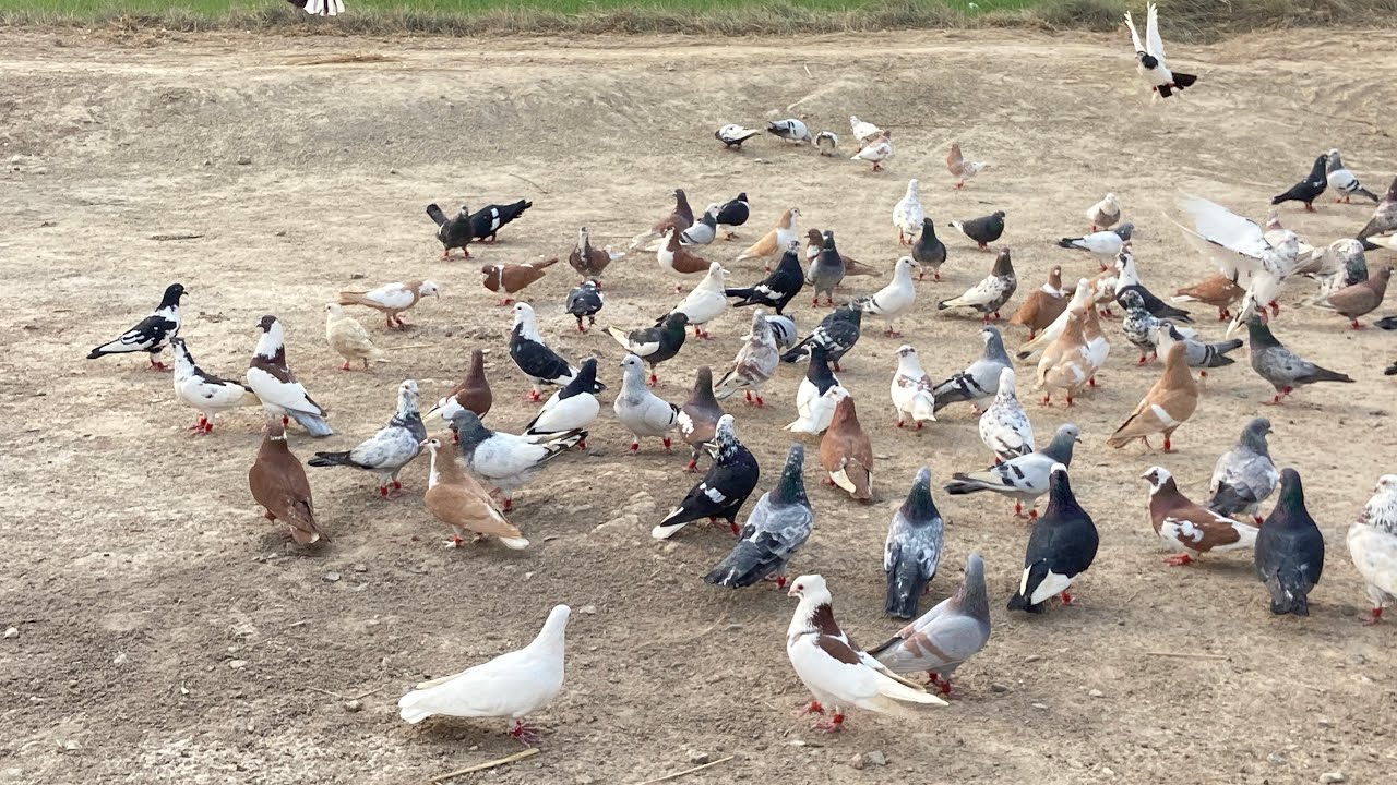 Kabootar ka Kara 800 Kabootar DG khan Vs Rajanpur || zabardast Muqabla || 