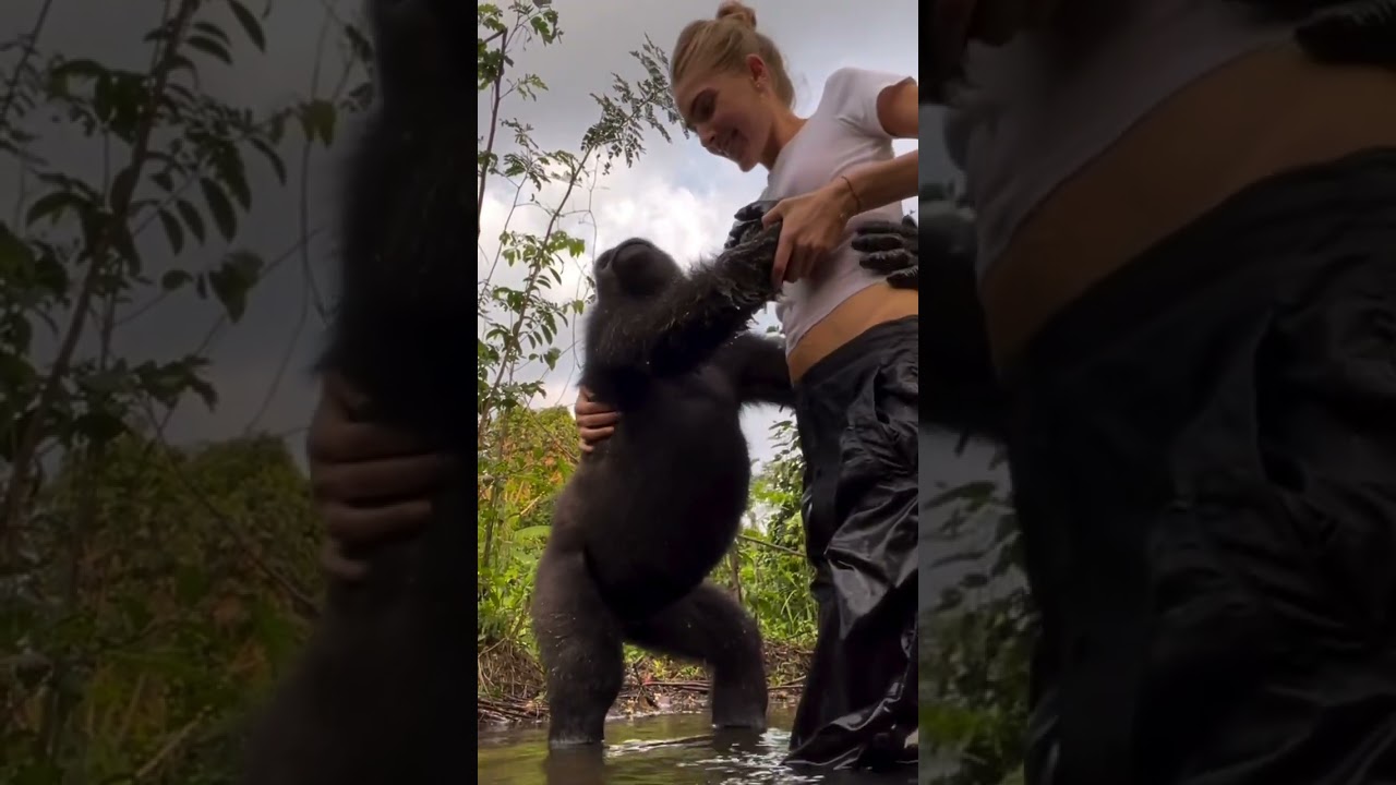 Bomassa the now wild gorilla we saved from slaughter after seeing his whole family  by poachers is n