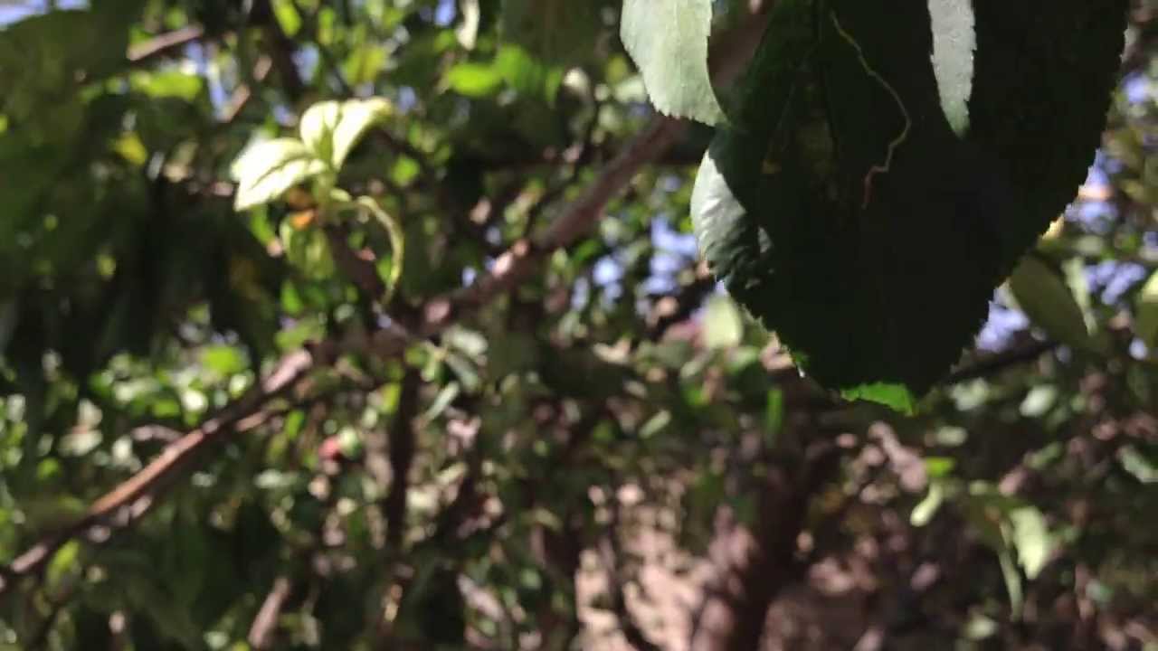 iPhone 5:Camera Zoom Test - YouTube