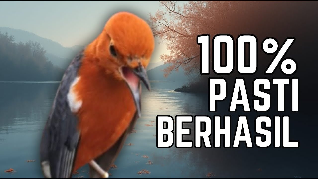 CEPAT RESPON! 1000% efektif buat pancingan Anis merah bisu macet total biar bunyi kembali | 6