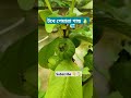 ছাদ বাগানের টবে পেয়ারা গাছ 🍐🪴🌱 #birds #birdsong #birdsounds #animals #nature #garden #viralvideo