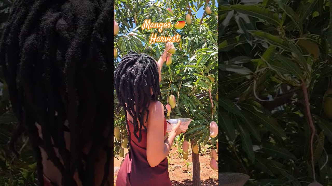 it's harvest season farmbang 