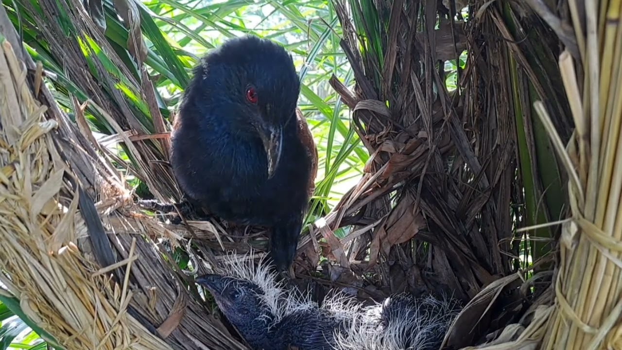 selaluberbeda gaya anak dan induk bubuk tonton sampai tuntas