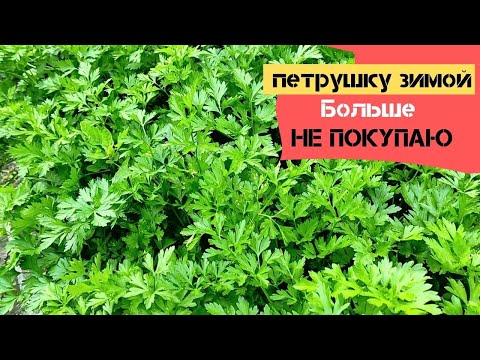 Петрушку зимой больше не покупаю / Если её правильно заморозить, то она ничем не хуже свежей