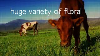 Grassland Ecosystems