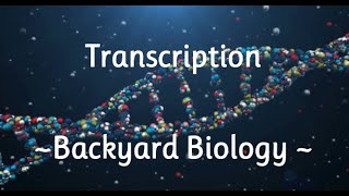 Transcription  Backyard Biology