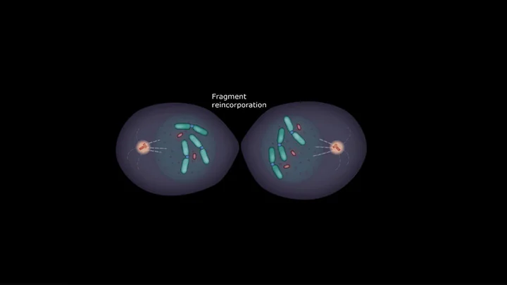 David Pellman : Mechanisms generating rapid genome...