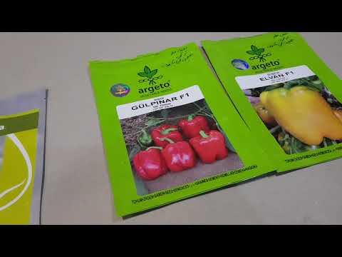 فيديو: بذور الخضروات. الاختيار والتخزين