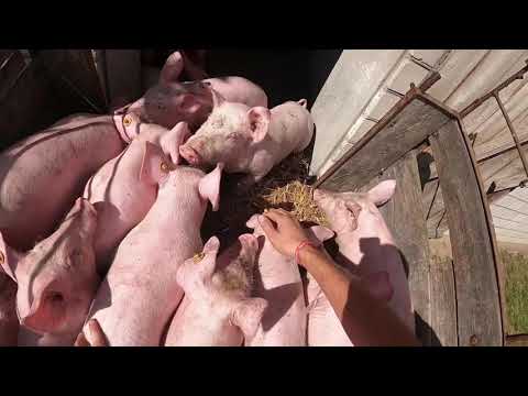 Wideo: Przewodnik Po Posiadaniu świni Brzuchatej