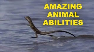 Amazing Animal Skills - Things Other Animals Do Better