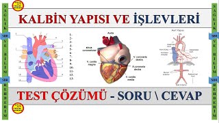 1- Dolaşım Sistemi Anatomisi - Kalbin Yapı ve İşlevler , Test Çözümü , Soru Cevap