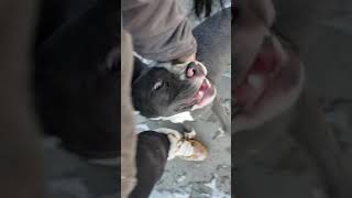 Meeting Daisy Mae The Pit Bull At The Shelter