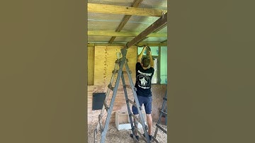 Coastal Carpet Python I removed from a chicken coop in Maleny today #snakecatcher #snakevideo #qld