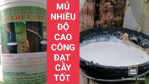 Bí quyết giúp cây cao su cho nhiều mủ độ cao của khách hàng ở Bình Phước chia sẻ cho Hảo 4.0 👍👍👍