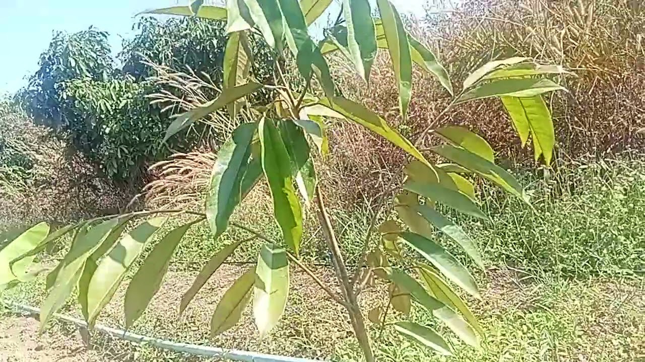 มาเบิ่งต้น50 ว่าไปถึงไหนแล้ว