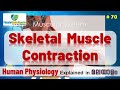 Ep70  skeletal muscle contraction  malayalam