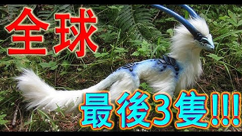 十個瀕臨滅絕的動物 | 瀕臨絕種動物 | Endangered animal | 千奇百怪 - 天天要聞