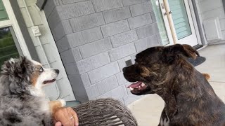 Unexpectedly Playful: Watch These Dogs' First Visit Without Mom!
