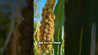 This Ancient Grain Might Feed the Future