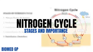 NITROGEN CYCLE | Learn in 10 minutes | BioMed GP