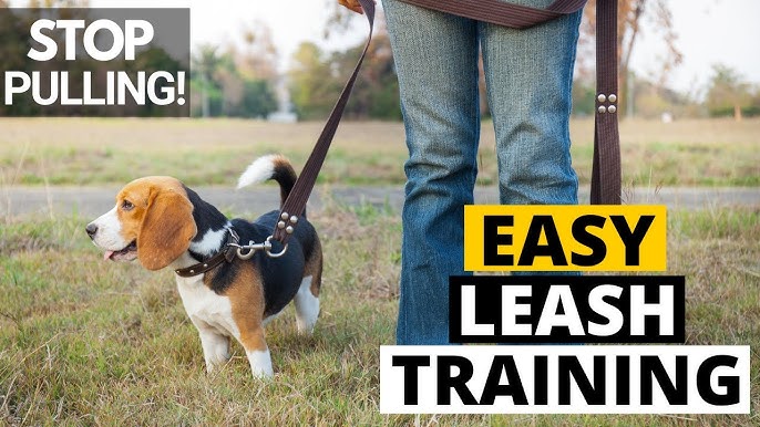 can a beagle be trained to walk off leash?