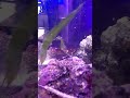 feeding the sea horse tank 🥰 #seahorses #pregnant #featherduster #pipefish #hobbylobby #salttank