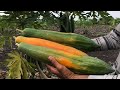 The best variety of papaya  in my farm and seed extraction