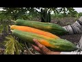 The best variety of papaya in my farm and seed extraction