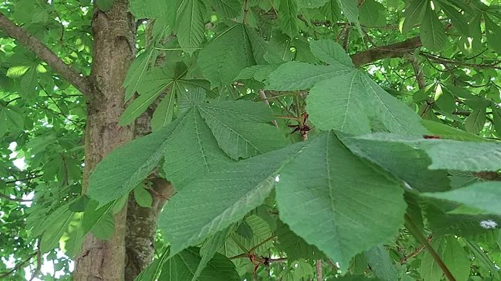 The Deva of the Horse Chestnut, Judy McAllister - ...