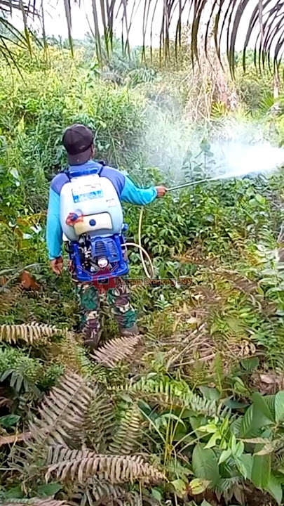 belukar seperti ini di semprot😱😱 #automobile #sprayer #kebunsawit #pertanian #mesinsemprot