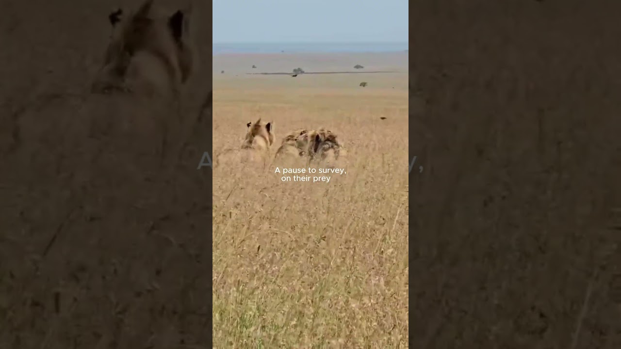 Lions on Patrol #maasaimaragamereserve #wildlifeconservation #ecosystemrestoration