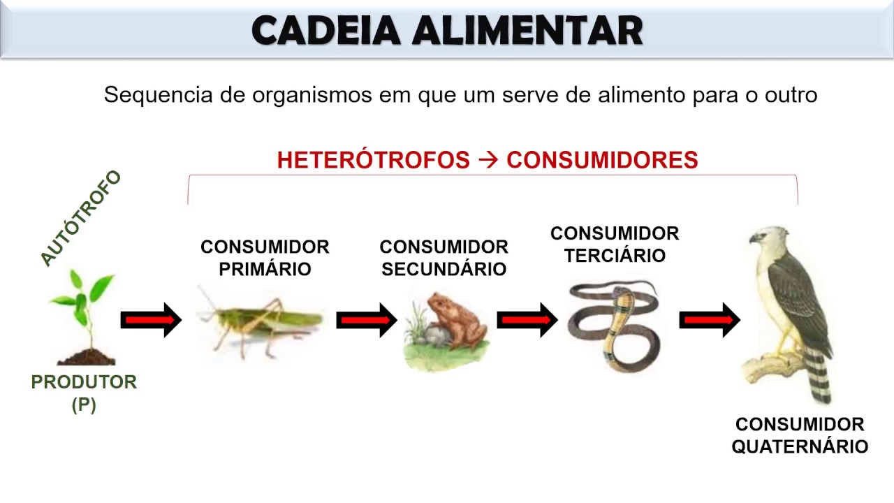 Categoria De Organismos Em Ecologia Que Alimentam De Outros Organismos