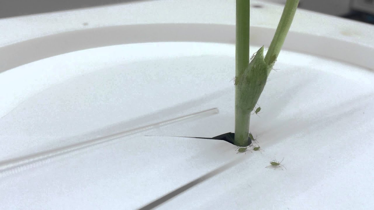 Aphid alarm pheromone - YouTube