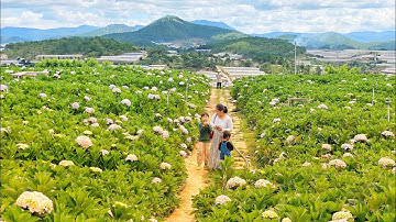 Khám phá vườn hoa cẩm tú cầu Đà Lạt hè 2023