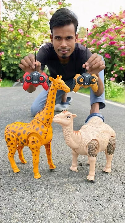 Duita RC Remote Wala Camel and Giraffe🦒unboxing🔥😛