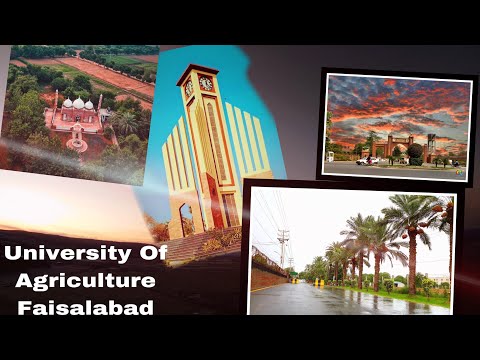 University of Agriculture Faisalabad ||Hand Made video||#uaf ||uaf Hostals ||view #agriculture  UNI