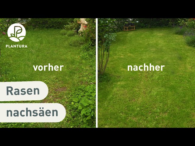 wann hochbeet düngen Hochbeet Dünger