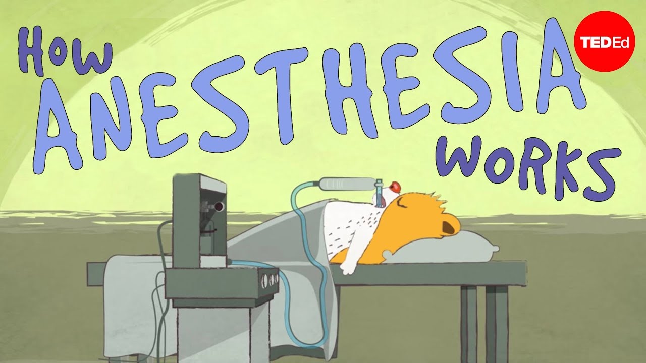 ⁣How does anesthesia work? - Steven Zheng