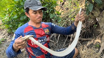 Chạm Mặt Hai Con Rắn Cái Kết Bắt Được Một Con Và Sẩy Một Con Rắn Lớn.Góc Làng Quê#834