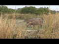 Hippo hunt on land best hunting in africa tanzania