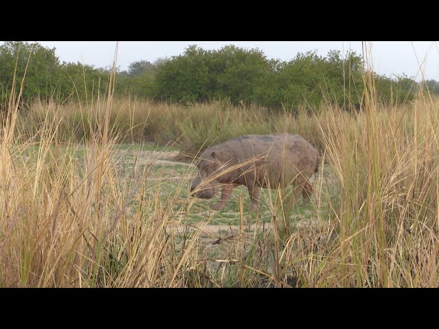 Hippo hunt on land! Best hunting in Africa Tanzania class=