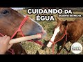 CUIDANDO DAS ÉGUAS QUARTO DE MILHA - PARTE 1 #quartodemilha