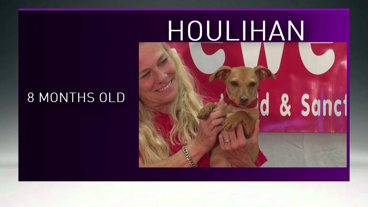 servientrega Peewee's Pet Adoption - Paws for Pets - Houlihan