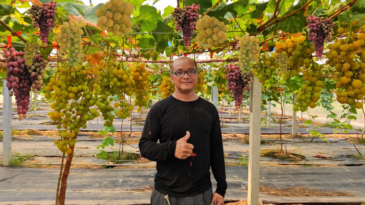 #มือใหม่ปลูกองุ่นภาคอีสานมีเท่าไหร่ก็ไม่พอขายสร้างรายได้กำไรงาม