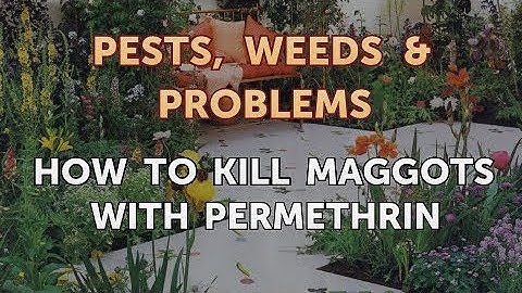 How to Kill Maggots With Permethrin